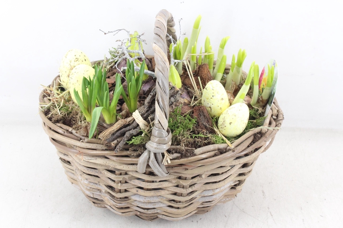 <h4>arr4 Bollenmix VL - Hengselmand 338/2</h4>