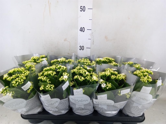 <h4>Kalanchoe blos. 'RosDon Dione'</h4>