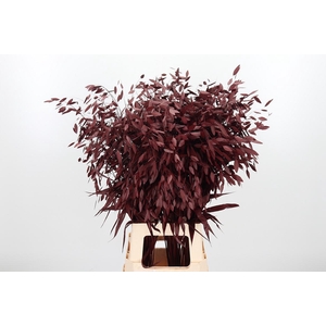 Chasmantium Kl Bh Bordeaux