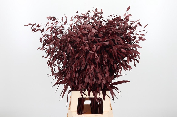 <h4>Chasmantium Kl Bh Bordeaux</h4>