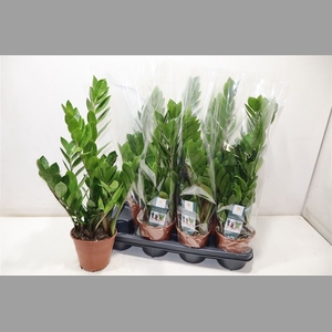 Zamio Zamiifolia