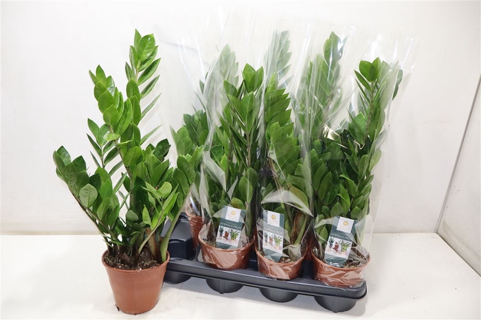 <h4>Zamio Zamiifolia</h4>