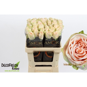 R Gr Wedding Rose