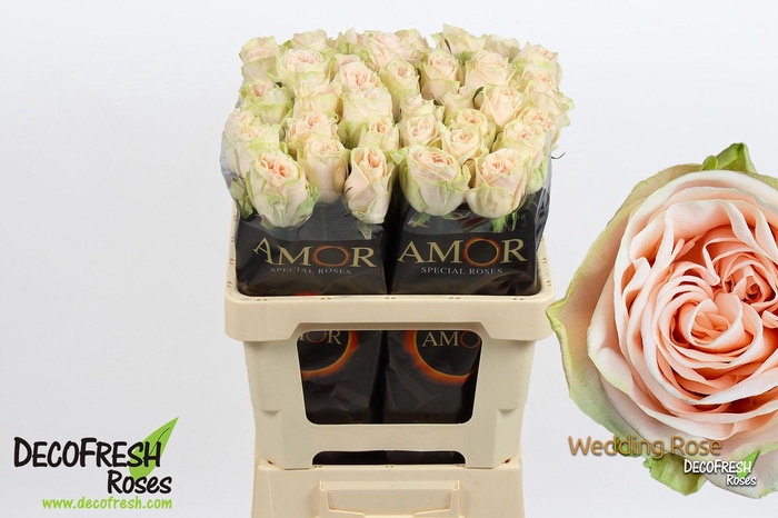 <h4>R Gr Wedding Rose</h4>
