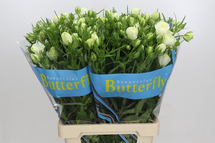 Ranunculus Butterfly Ninos