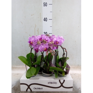 Phalaenopsis   ...mini