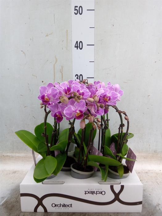 <h4>Phalaenopsis   ...mini</h4>