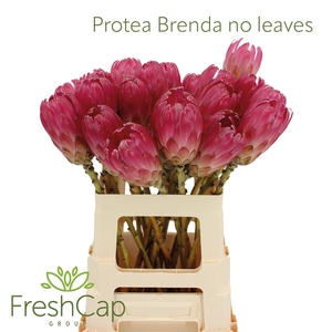 Protea Brenda No Leaves