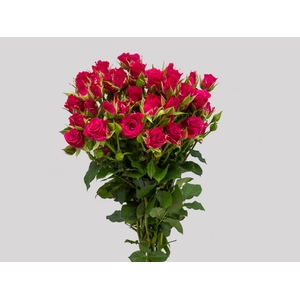 ROSA SPRAY GLORIOUS 030 CM