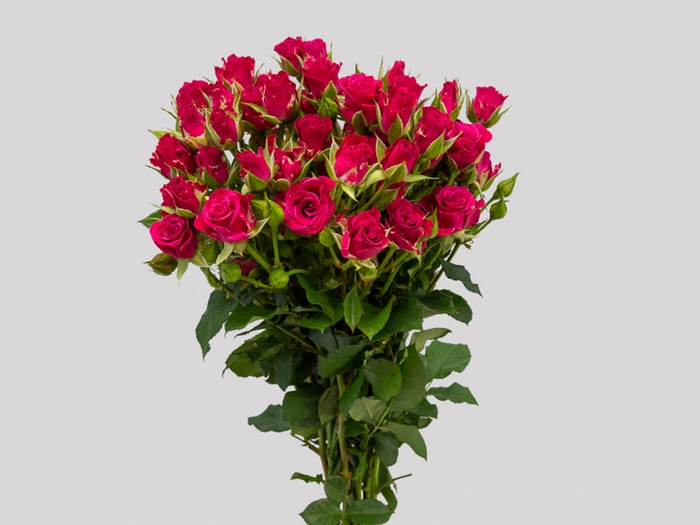 <h4>ROSA SPRAY GLORIOUS 030 CM</h4>
