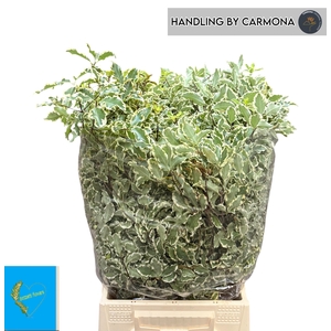 PITTOSP SILVER QU BS