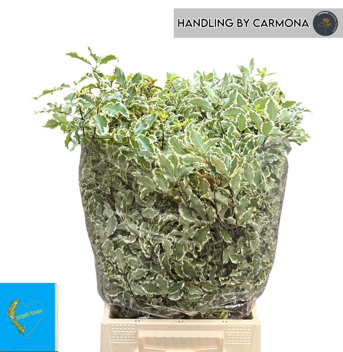 <h4>PITTOSP SILVER QU BS</h4>