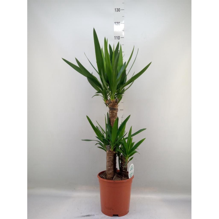 <h4>Yucca   ...</h4>