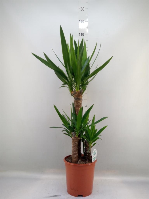 <h4>Yucca   ...</h4>