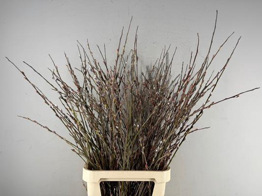 <h4>Salix Mount Aso Vertakt</h4>