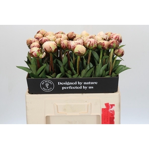 Paeonia Odile