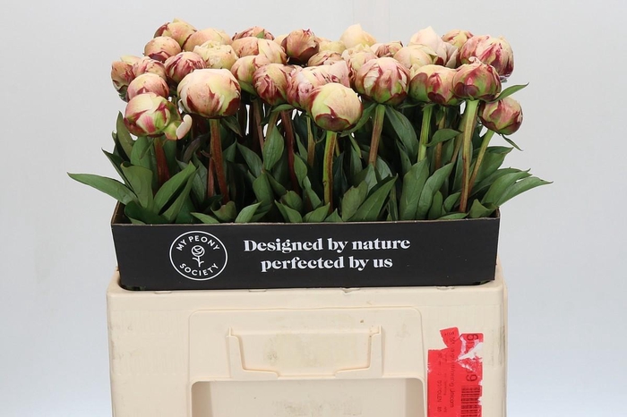 <h4>Paeonia Odile</h4>