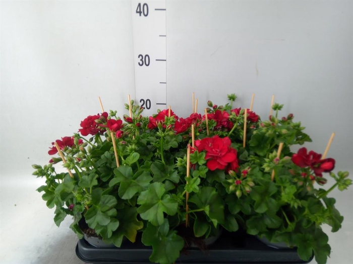 <h4>Pelargonium pelt.   ...</h4>