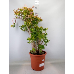 Crassula ovata 'Sunset'