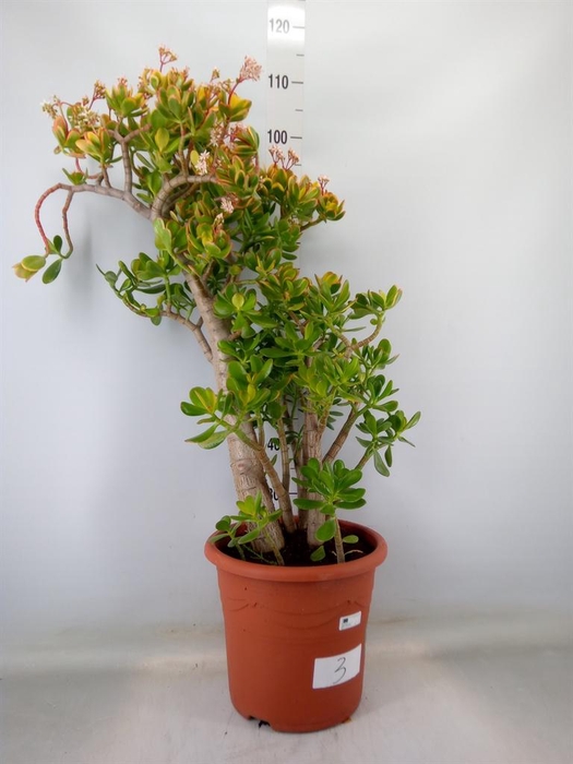 <h4>Crassula ovata 'Sunset'</h4>