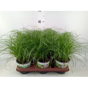Cyperus alternifolius 'Zumula'