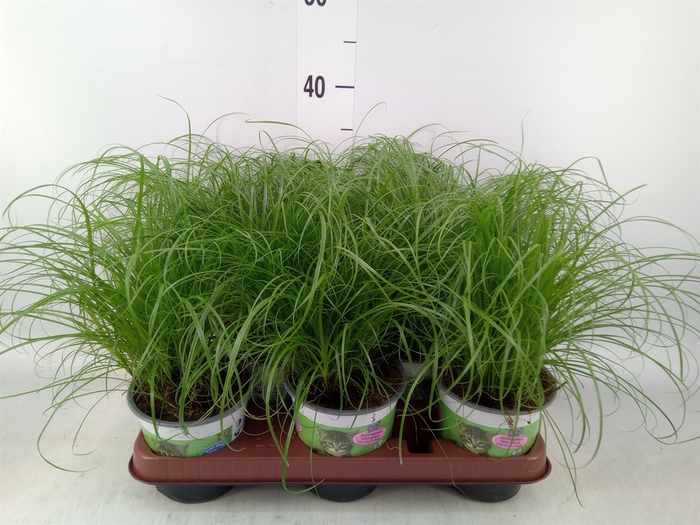 <h4>Cyperus alternifolius 'Zumula'</h4>