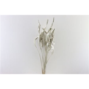 Dried Strelitzia 10pc Platinum Bunch Slv