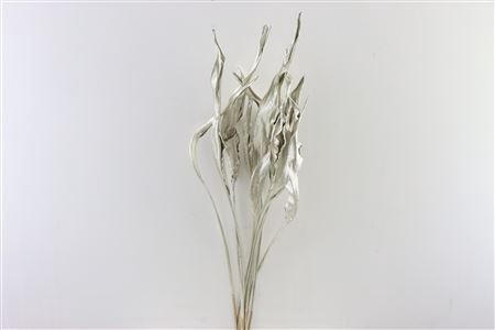 Dried Strelitzia 10pc Platinum Bunch Slv