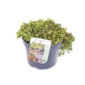 Sedum acre