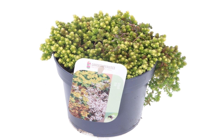 <h4>Sedum acre</h4>