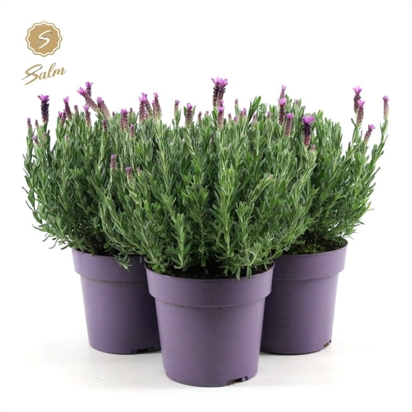 <h4>Lavandula st. 'Anouk'® Collection P19</h4>