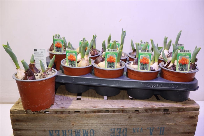 <h4>arr8 Tul Ov Orange</h4>