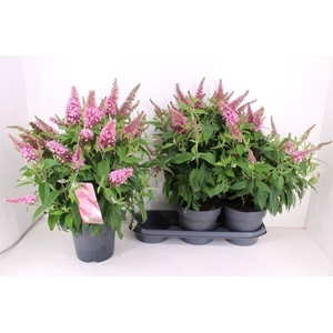 BUDD BFC LITTLE PINK