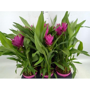 Curcuma alism. 'Siam Sublime'