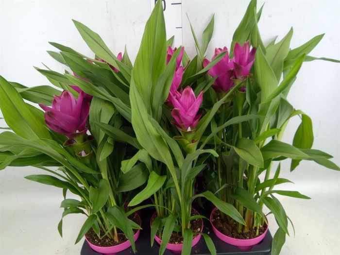 <h4>Curcuma alism. 'Siam Sublime'</h4>