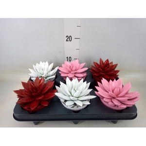 Echeveria  'Miranda'