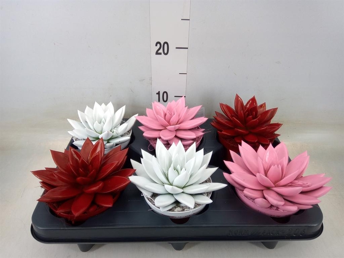 <h4>Echeveria 'Miranda'</h4>