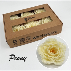 Zijde Pioen Wx Creme