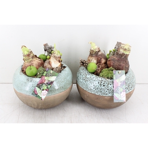 arr.. Amaryllis MB - Bolpot XL delu