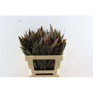 Cordyline Frut Cappucino Top 52cm