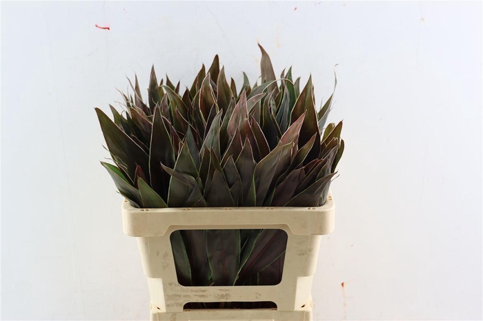 <h4>Cordyline Frut Cappucino Top 52cm</h4>