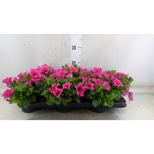 Petunia  'Surfinia Hot Pink'