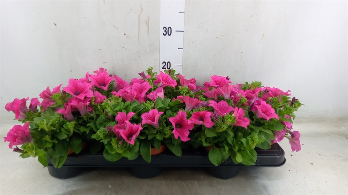 <h4>Petunia  'Surfinia Hot Pink'</h4>
