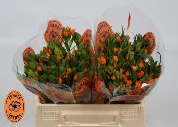 <h4>ORNIT DB SUNSHINE</h4>