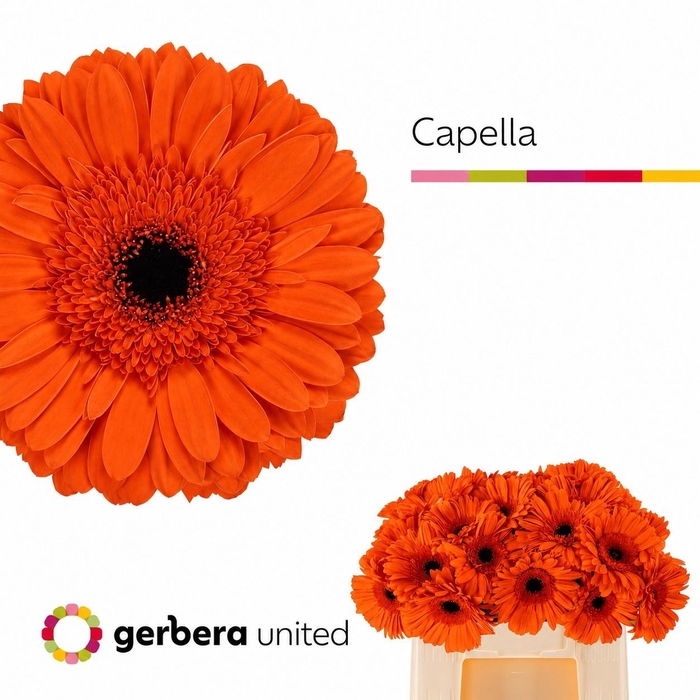 <h4>GE GR CAPELLA</h4>