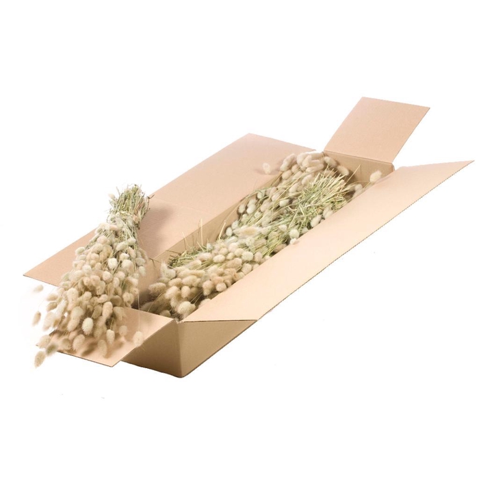 <h4>Lagurus Ovatus Sb Natural</h4>