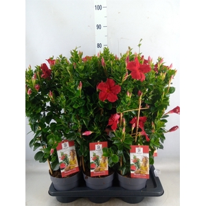 Mandevilla  'Diamantina Topaze Ver'