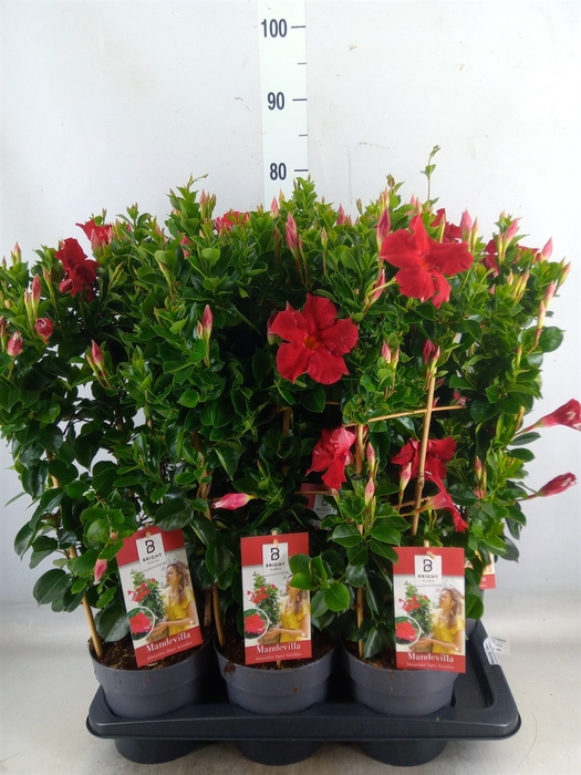 <h4>Mandevilla  'Diamantina Topaze Ver'</h4>