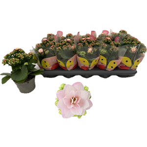 !! PROMO !! KALAN CALAN FLOW KENEDY