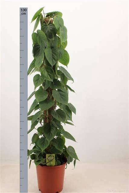 <h4>PHIL SCANDENS</h4>